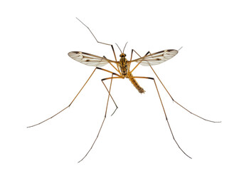 Isolated Crane Fly Insect with Long Legs, also Known as a Mosquito Hawk or Daddy Long Legs