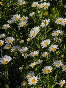 Field of white daisies in full bloom outdoors