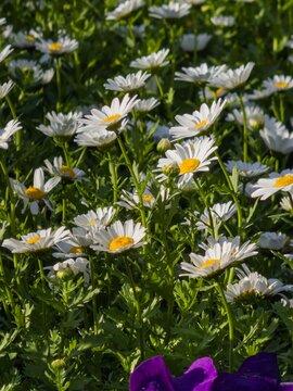 Closeup of white daisy flowers blooming in the garden