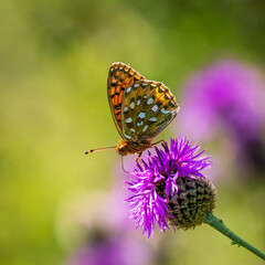 Dark Green Fritillary Feeding on a Thistle
