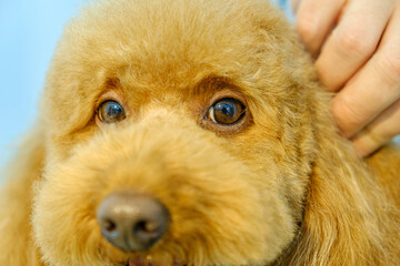The adorable poses of a Poodle dog at a pet grooming salon