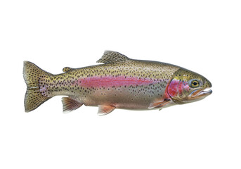 Isolated rainbow trout swimming in the water against the white background, detailed view