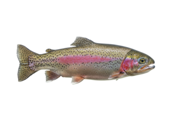 Isolated rainbow trout swimming in the water against the white background, detailed view