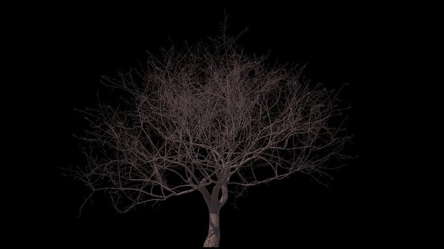 Bare sakura with soft wind and alpha channel (ProRes, 4K).  3D generated seamless looping FX animation footage
