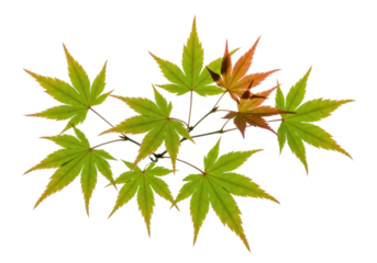 Isolated branch of Japanese maple leaves showing green turning to orange during the autumn season