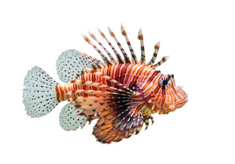 Isolated colorful lionfish swimming profile view in clear water, ocean predator, poisonous spines