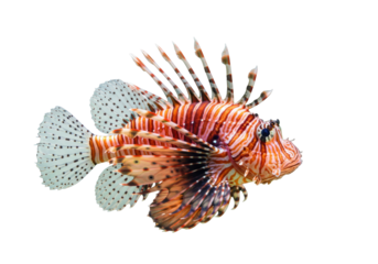 Isolated colorful lionfish swimming profile view in clear water, ocean predator, poisonous spines