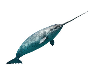 Isolated Narwhal with Long Tusk Swimming in the Ocean, Unusual Marine Mammal, Arctic Ocean
