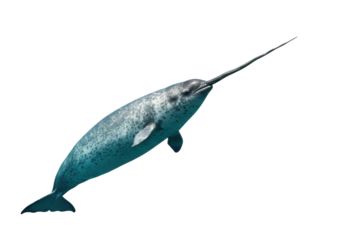 Isolated Narwhal with Long Tusk Swimming in the Ocean, Unusual Marine Mammal, Arctic Ocean