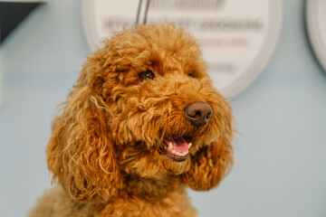 The adorable poses of a Poodle dog at a pet grooming salon