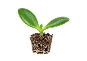 Isolated seedling ready to plant, young jade plant with developed roots in soil, ecology theme