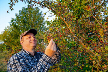 A man enjoys picking ripe berries hawthorn from a bush, surrounded by vibrant nature. The warm light of sunset creates a peaceful atmosphere as he carefully harvests fruit