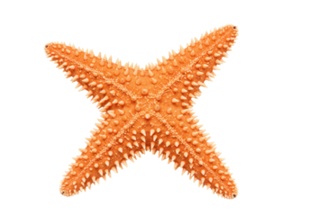 Isolated orange starfish with spines, sea animal, underwater wildlife, marine, ocean life