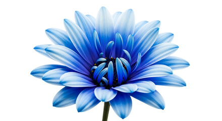 Obraz premium A vibrant blue chrysanthemum flower isolated on a transparent background, showcasing its delicate petals and intricate center