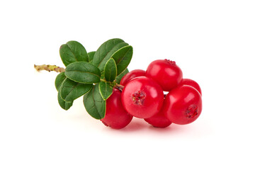 Lingonberry Branch with leaves, Vaccinium vitis idaea, isolated on white background.