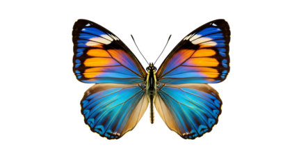 Mariposa monarca tropical laranja e preto lepid
o
ˊ
pteros asas abertas voar isolado no fundo branco