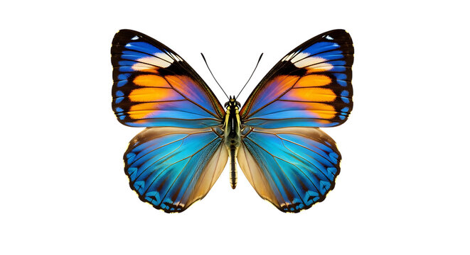 Mariposa monarca tropical laranja e preto lepid
o
ˊ
pteros asas abertas voar isolado no fundo branco