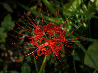 Sanskrit for "heavenly flower"