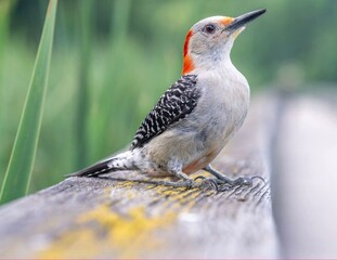 A female Red-bellied Woodpecker perched on a wooden rail.