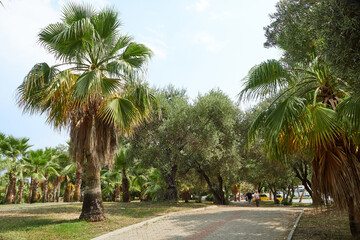 Palm alley in Turkey, Antalya province