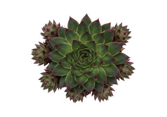 Isolated Sempervivum tectorum plant showing vibrant green and reddish foliage outdoors