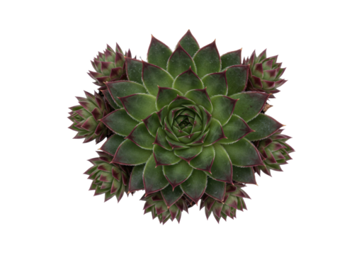 Isolated Sempervivum tectorum plant showing vibrant green and reddish foliage outdoors