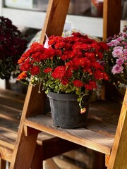 multicolored chrysanthemums on a shop window