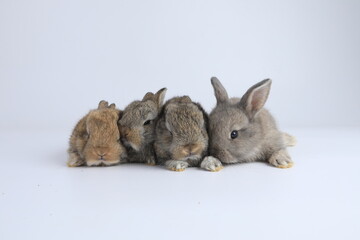 A healthy lovely baby brown bunny easter rabbit stand up on two legs on white background. Cute fluffy rabbit on white background Lovely mammal with beautiful bright eyes in nature life.Animal concept.