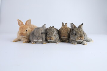A healthy lovely baby brown bunny easter rabbit stand up on two legs on white background. Cute fluffy rabbit on white background Lovely mammal with beautiful bright eyes in nature life.Animal concept.