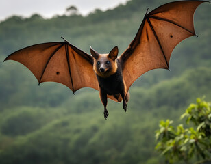 bat on the sky, Large flying fox bat flying with open wings