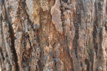 Tree bark texture detailed close up of thick brown bark