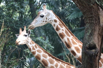Obraz premium Two giraffes side view of two giraffes together