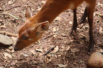 Deer grazing deer eating on dry ground