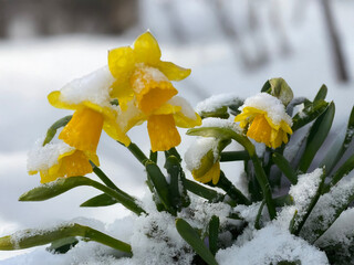 Yellow Daffodils Blooming Through Spring Snow
