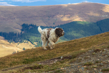 The Transalpina or DN67C is a 148 km national road located in the Parâng Mountains group, Southern...
