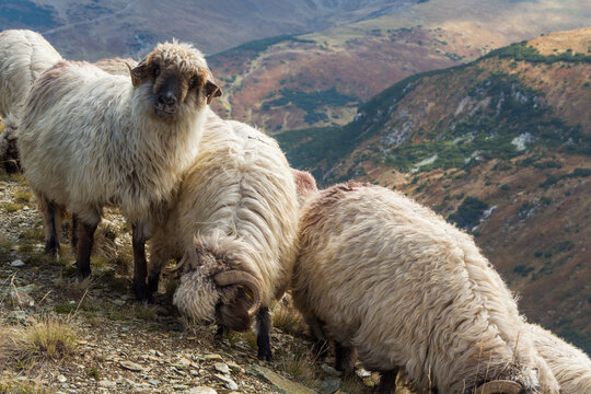 On the Transalpina highway in Romania
