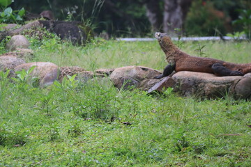 Monitor lizard looking up lizard with head raised on grass