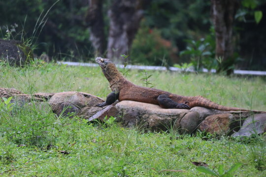 Monitor lizard basking lizard lying on rocks under sunlight