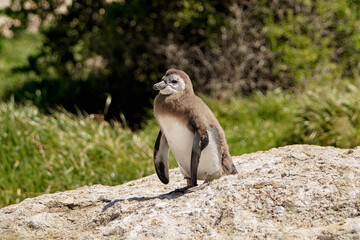 Obraz premium Jeune manchot du Cap