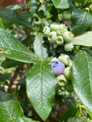 Single Ripe Blueberry with Unripe berries cluster on Green Leaf - High Bush Blueberry plant in June