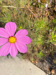 Closeup of Single Pink Wildflower Outdoors