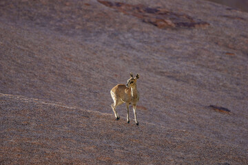 Antilope De Klipspringer femelle