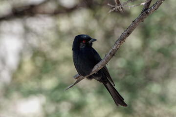 Drongo brillant