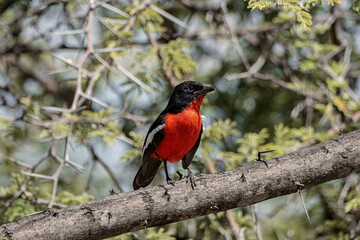 Fototapeta premium Gonolek rouge et noir