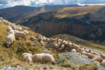 Fototapeta premium The Transalpina or DN67C is a 148 km national road located in the Parâng Mountains group, Southern Carpathians of Romania, one of the highest roads of the Carpathian Mountains