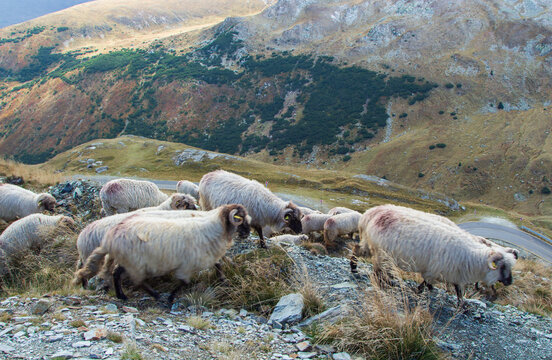 On the Transalpina highway in Romania