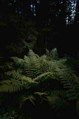 Dark wood in a mountains