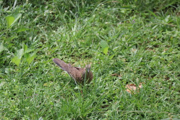 Brown bird on grass small bird standing on lawn
