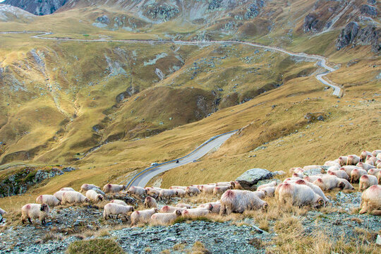 The Transalpina or DN67C is a 148 km national road located in the Par&acirc;ng Mountains group, Southern Carpathians of Romania, one of the highest roads of the Carpathian Mountains