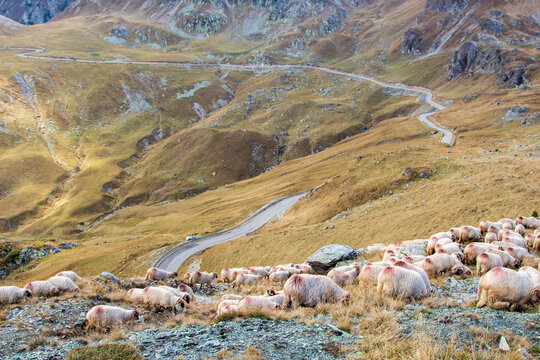 On the Transalpina highway in Romania